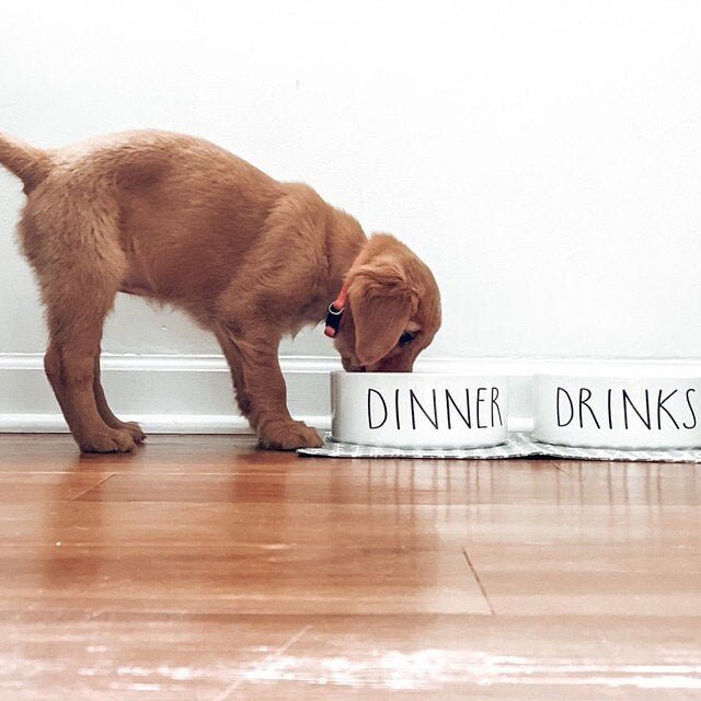 Dog Food and Water Bowls: Ceramic Funny Dinner and Drinks Pet Bowls, 2 Sizes - Squishy Cheeks