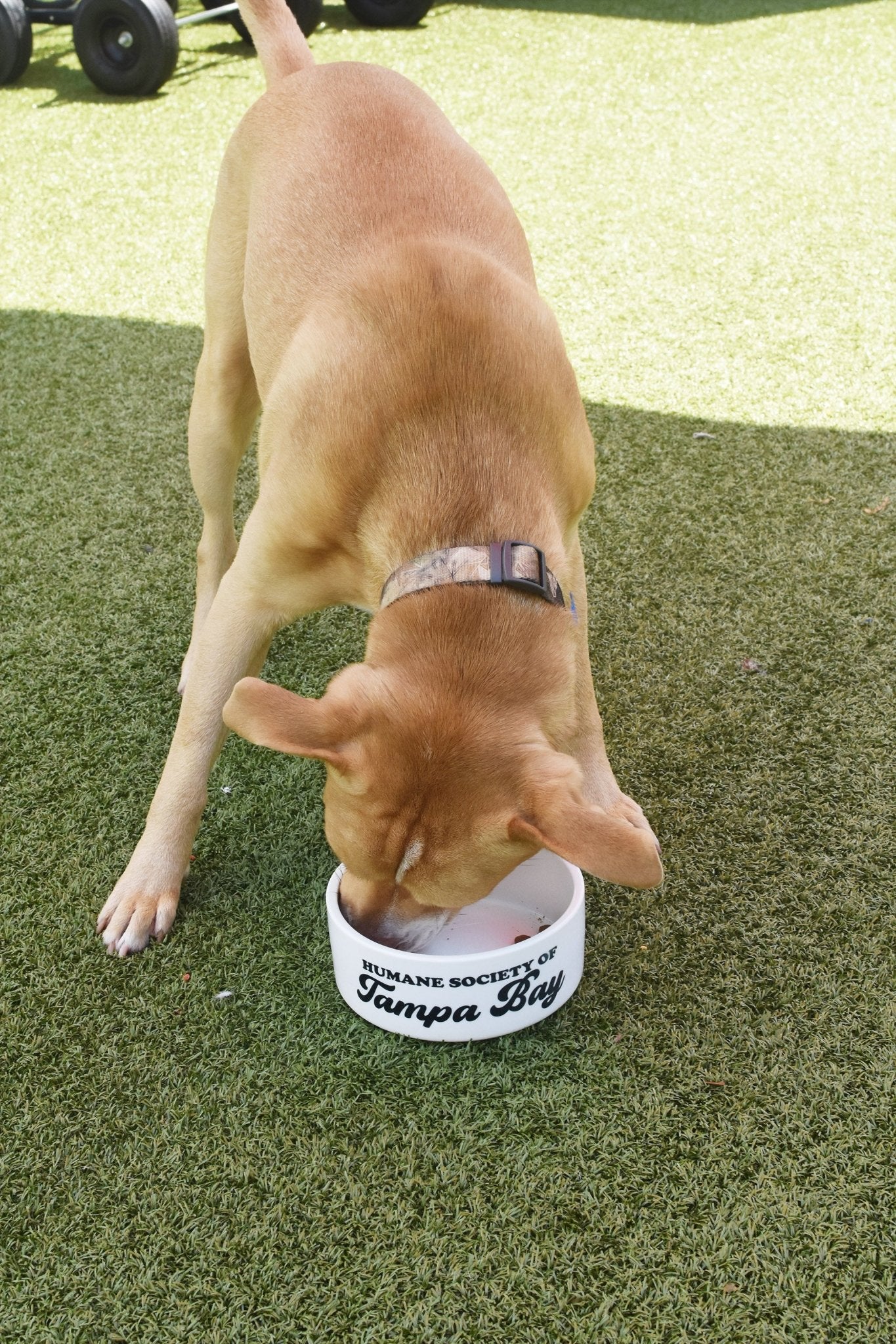 Design Your Own Pet Food Bowl Ceramic 6" or 7" White - Squishy Cheeks