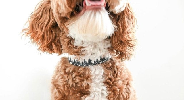 Personalized Dog Collar Custom Dog Tag Girl Dog Collar Leopard Floral Pink - Squishy Cheeks