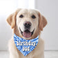 Birthday Dude Blue Tie Dye Dog Birthday Bandana Dog Birthday Party Scarf - Squishy Cheeks