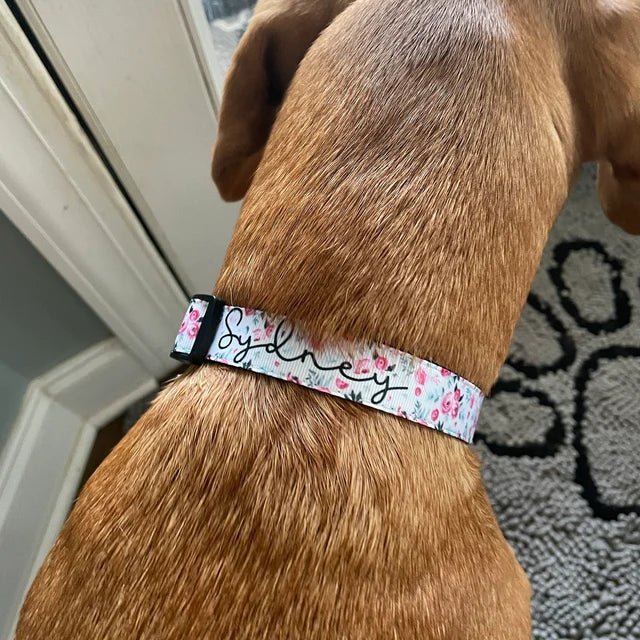 Personalized Dog Collar And Custom Tag - Squishy Cheeks