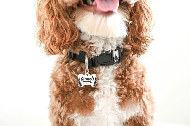 Personalized Dog Collar Custom Dog Tag Girl Dog Collar Leopard Floral Pink - Squishy Cheeks