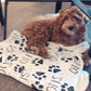 Personalized dog Paw Print Pet Blanket - Squishy Cheeks